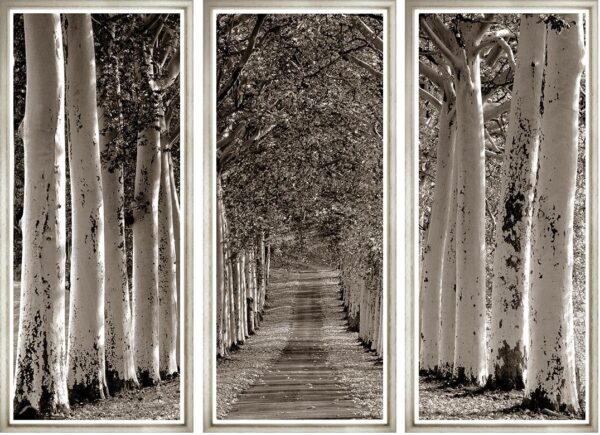 Trowbridge Avenue of Trees