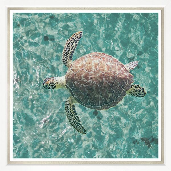 Trowbridge Green Sea Turtle